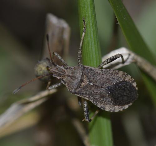 Réf. 249 252 : Ceraleptus gracilicornis